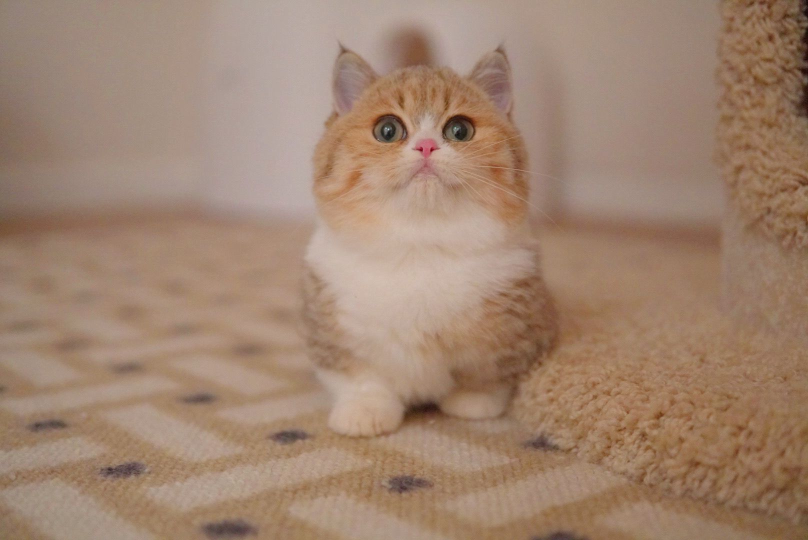 Golden tabby British Shorthair kitten sitting upright in a Singapore home - Ximeow Cattery
