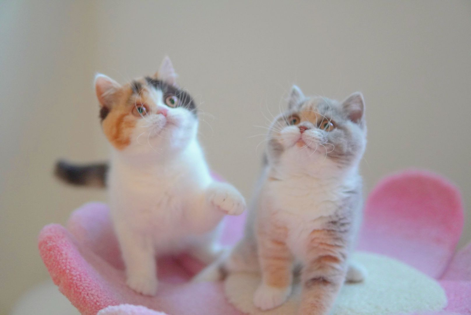 Pair of British Shorthair kittens looking up - Ximeow Cattery Singapore