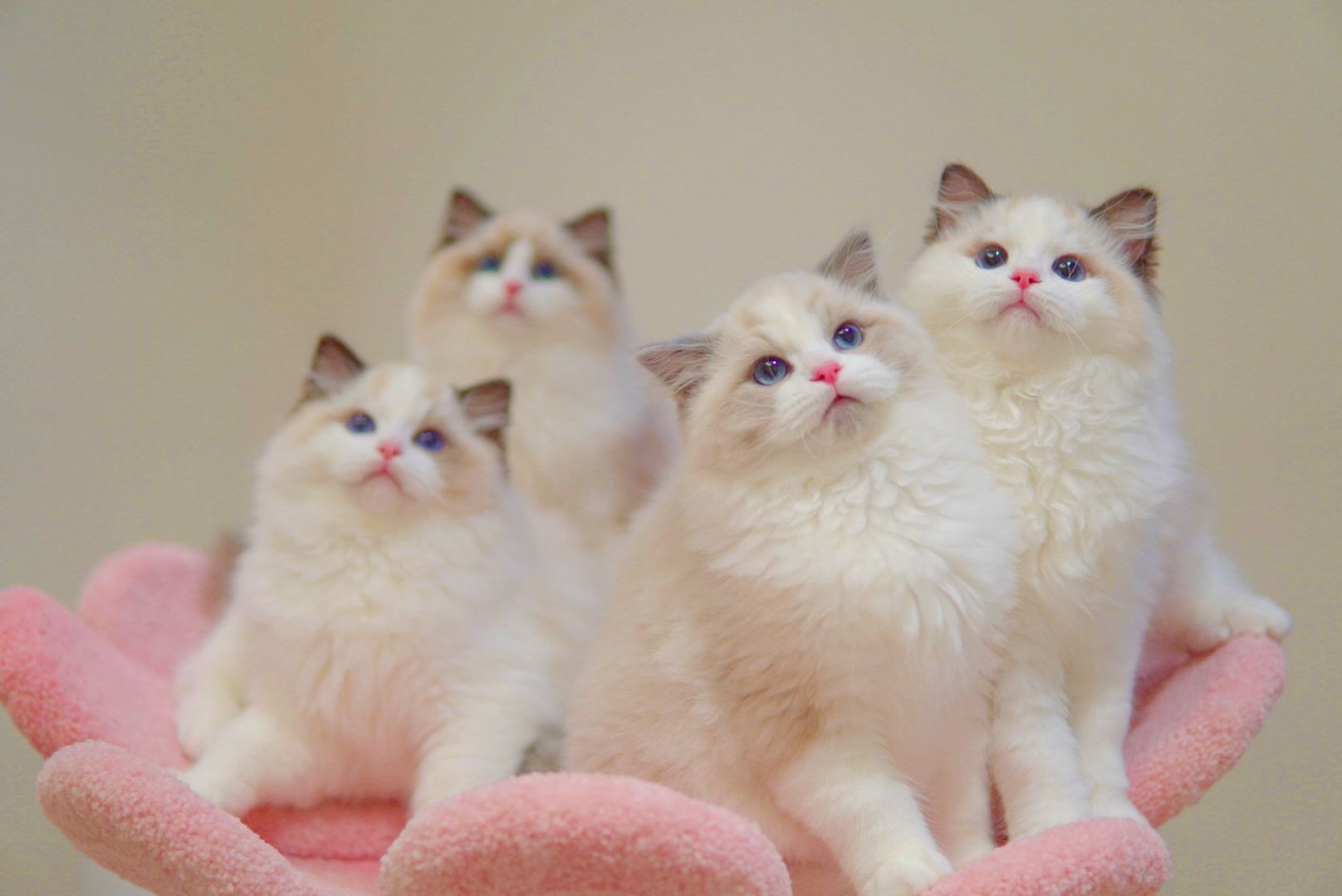 Ragdoll kittens looking up with bright blue eyes - Ximeow Cattery Singapore