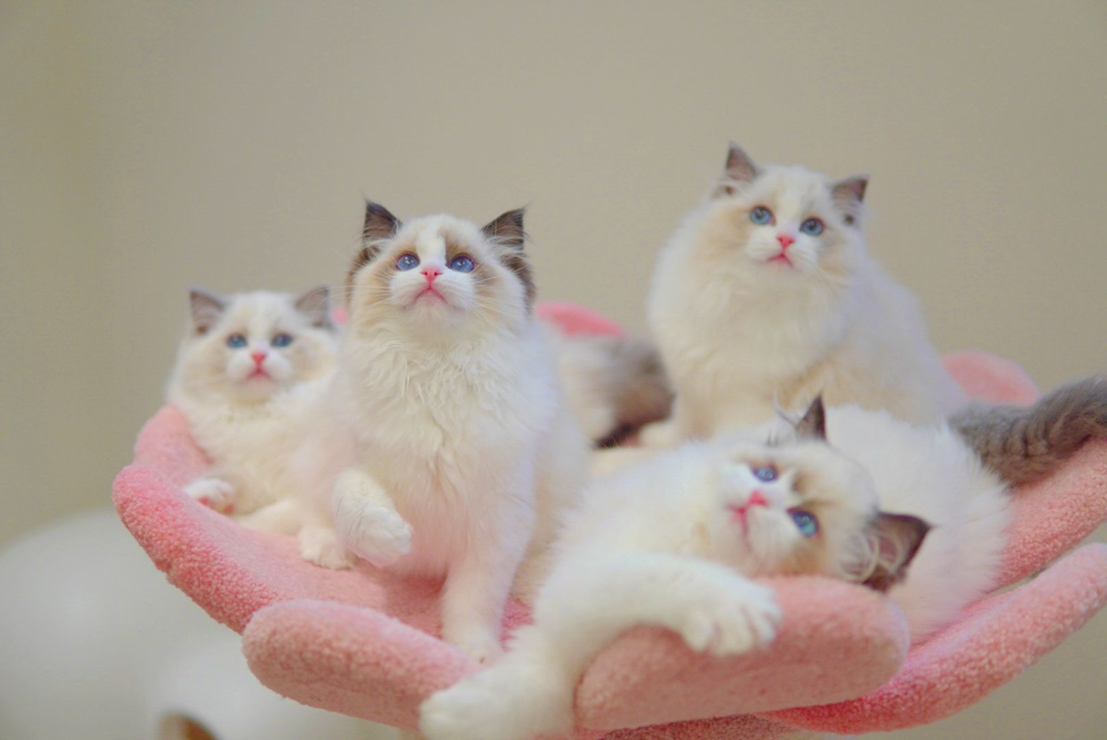 Group of fluffy Ragdoll kittens with classic color-point markings - Ximeow Cattery Singapore
