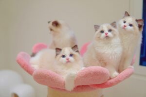 Four Ragdoll kittens with blue eyes on pink flower bed - Ximeow Cattery Singapore