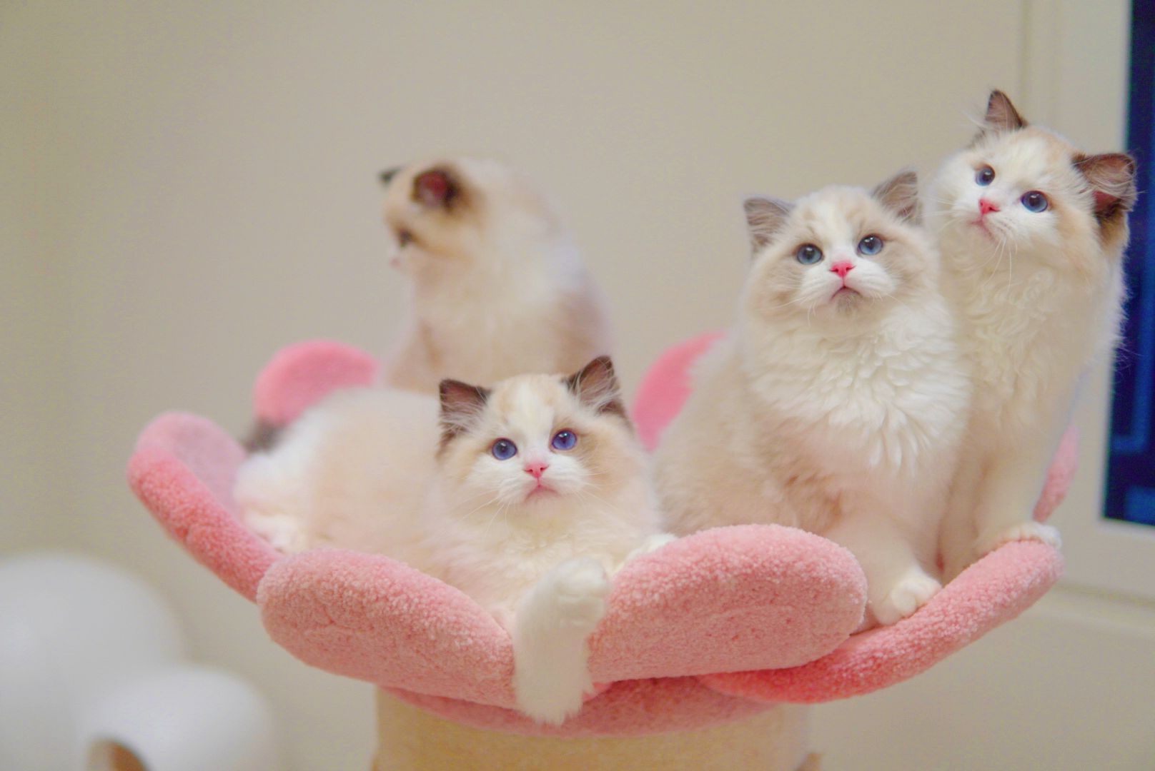 Four Ragdoll kittens with bright blue eyes on a pink flower bed - Ximeow Cattery Singapore