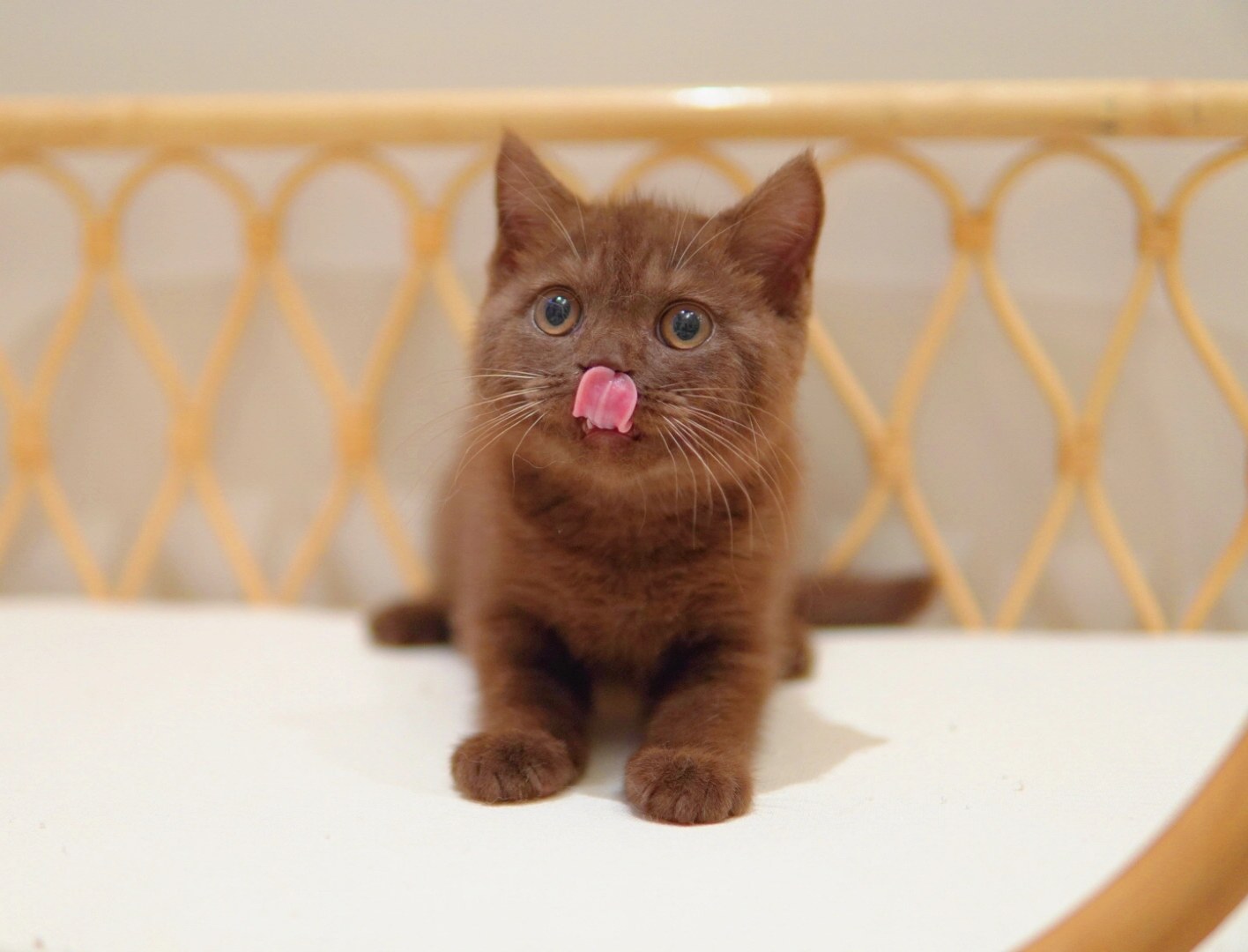 Chocolate British Shorthair kitten with a rich warm brown coat - Ximeow Cattery Singapore
