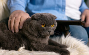 Grey Scottish Fold cat sitting on plush chair with owner.