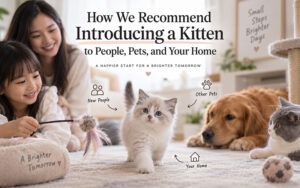 Introducing-a-new-kitten-to-family-pets-and-home
