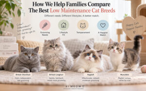 Comparison-chart-of-low-maintenance-cat-breeds-for-families