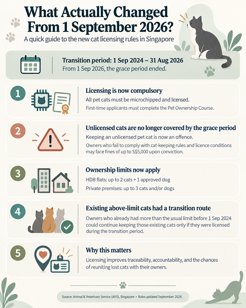 singapore-cat-licensing-framework-rules-avs-guide